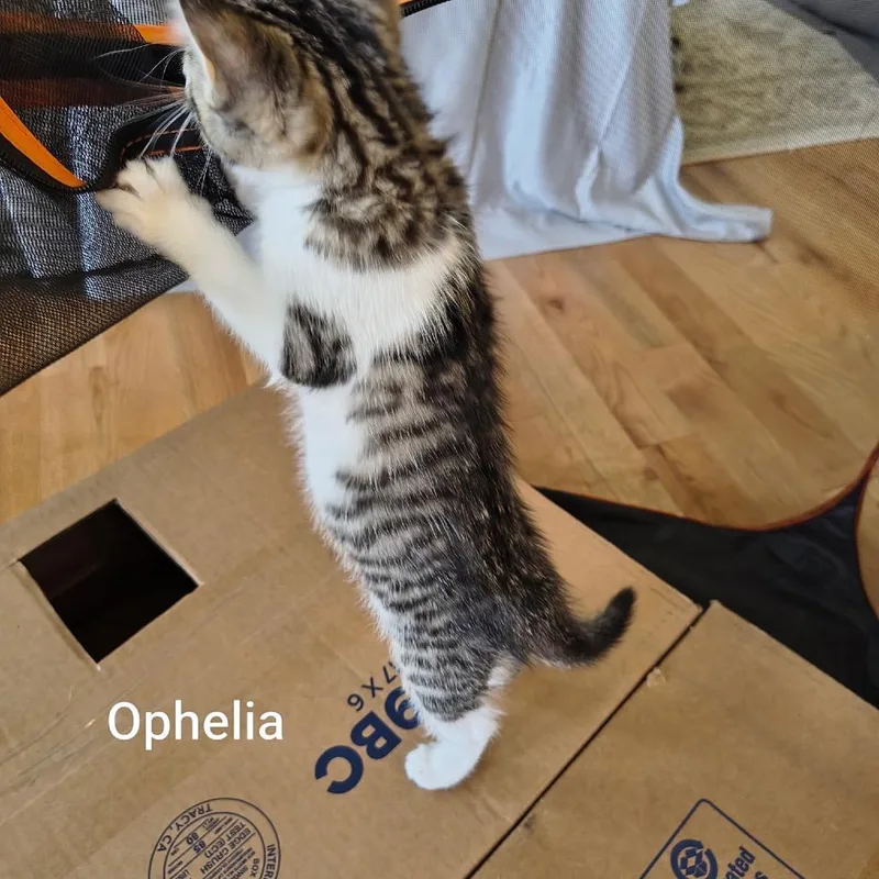 A baby small-sized female Brown / Chocolate Domestic Short Hair cat named Ophelia for adoption in Ferndale, WA