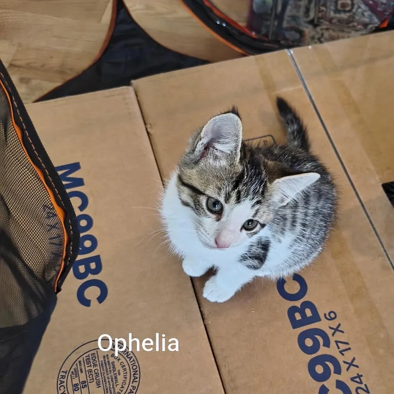 Ophelia thumbnail 4