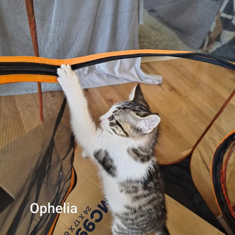Ophelia thumbnail 5