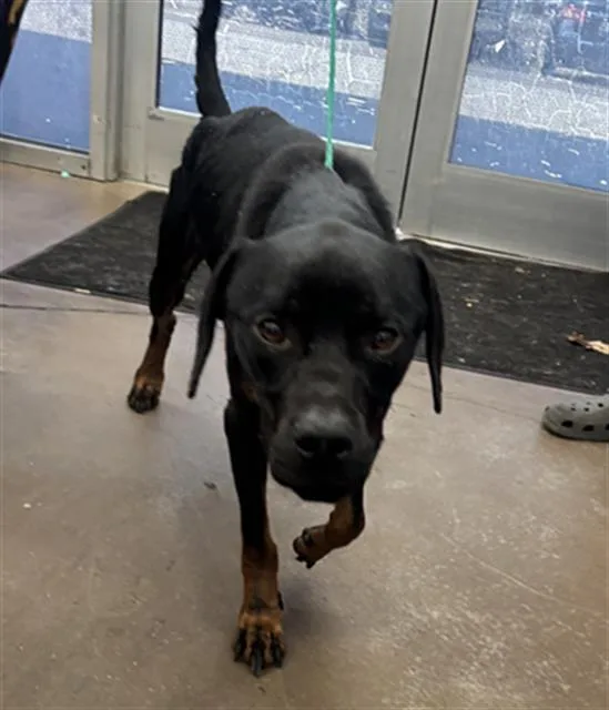 An adult medium-sized male Mixed Breed dog named Buddy for adoption in Dallas, TX
