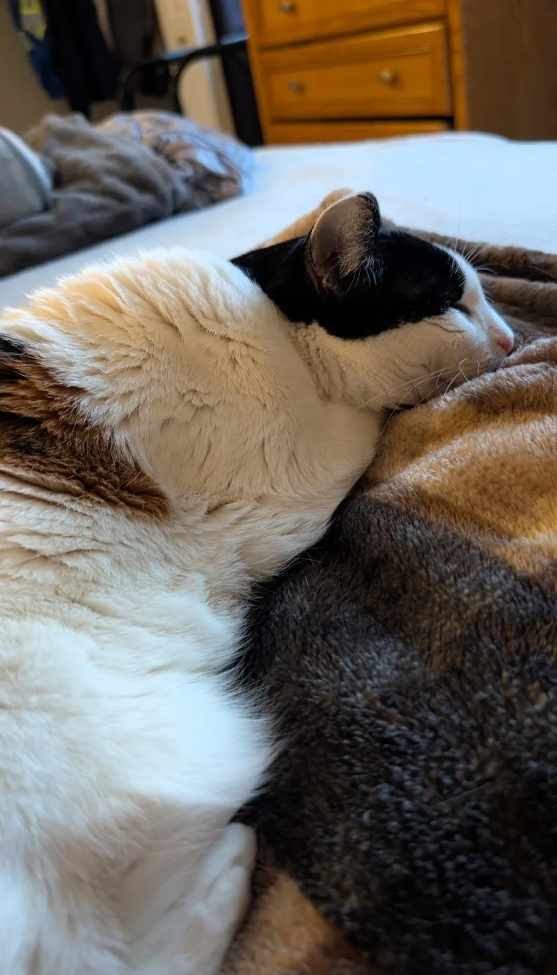 An adult medium-sized female Calico cat named Pig for adoption in Enfield, CT