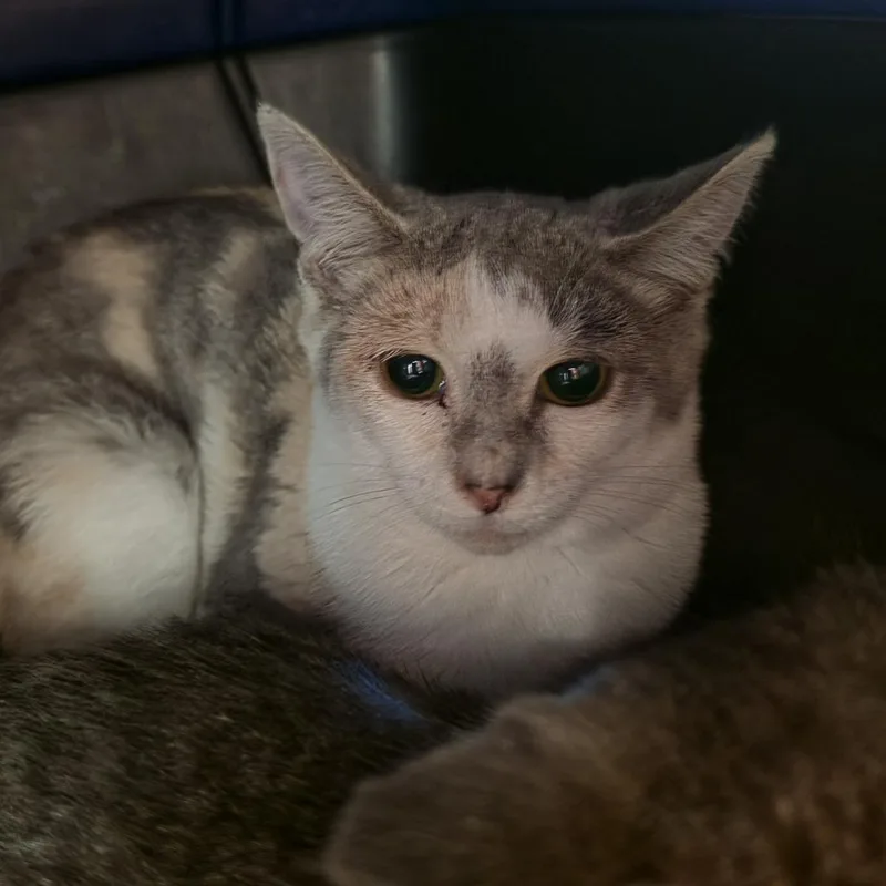 A baby small-sized female Domestic Short Hair cat named Eleanor for adoption in Kennebunk, ME