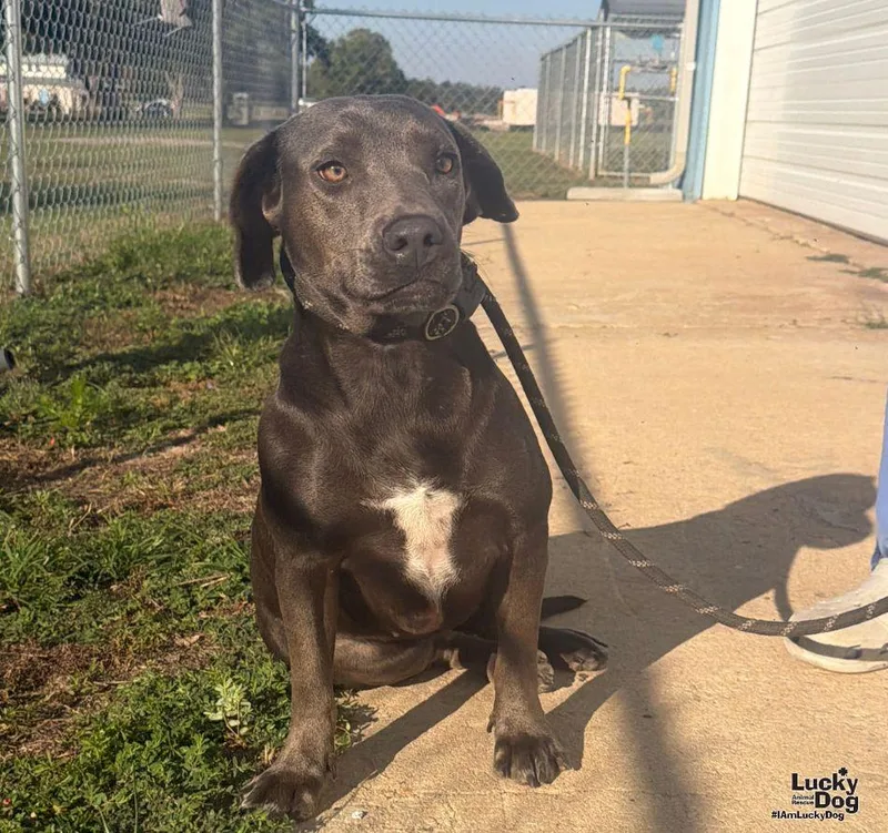 A young large-sized female Terrier dog named Juley for adoption in Washington, DC