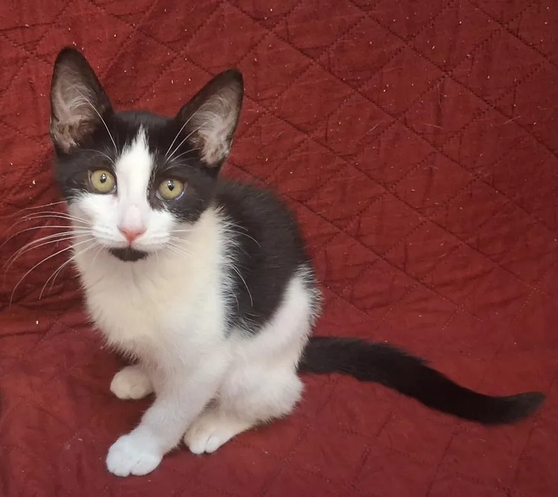 A baby small-sized female Black & White / Tuxedo Domestic Short Hair cat named Lucy for adoption in Greensboro, NC