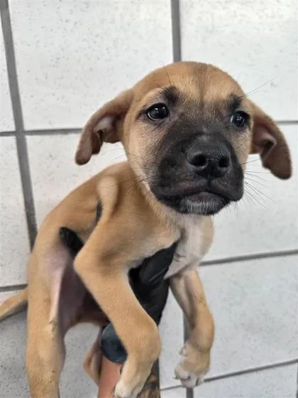 A baby small-sized male Brown / Chocolate Shepherd dog named Chipotle for adoption in El Paso, TX