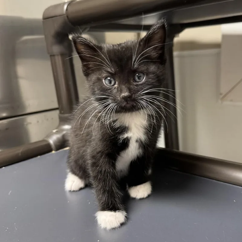 A baby small-sized male Black American Shorthair cat named Frankie for adoption in Blue Ridge, GA