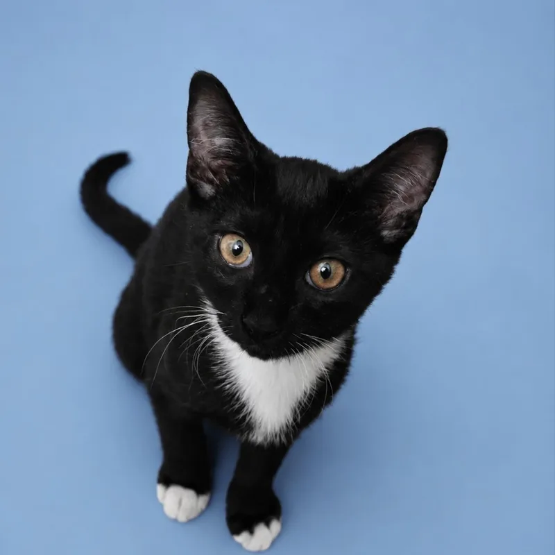 A young small-sized male Black & White / Tuxedo Domestic Short Hair cat named Skeeter for adoption in Cleveland, TX