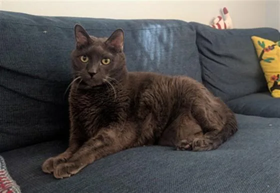 A senior large-sized male Domestic Short Hair cat named Monte for adoption in Denver, CO
