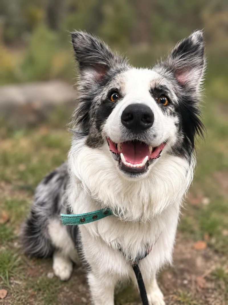 A young medium-sized male Australian Shepherd dog named Wiley for adoption in Clinton, UT