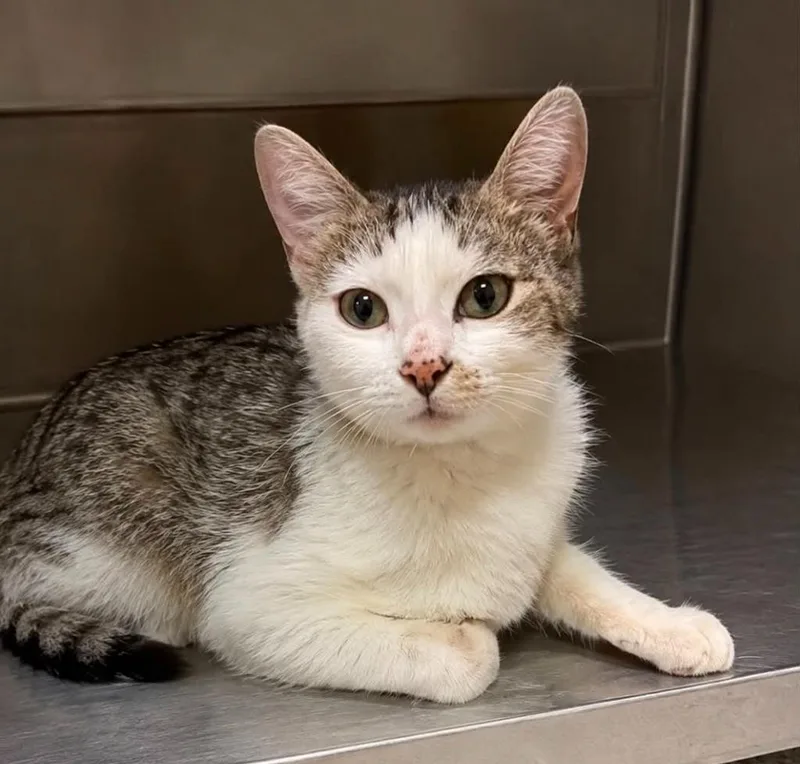 A young small-sized female Domestic Short Hair cat named Chandra for adoption in Columbia, TN