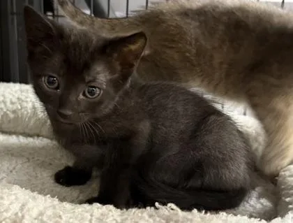 A baby small-sized male Domestic Short Hair cat named Lincoln for adoption in Wilkesboro, NC
