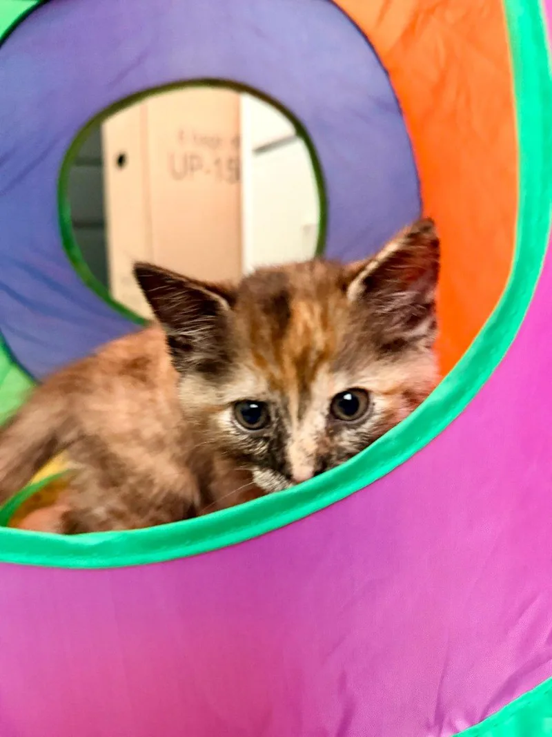 A baby small-sized female Tortoiseshell Domestic Short Hair cat named Winnie for adoption in Raleigh, NC