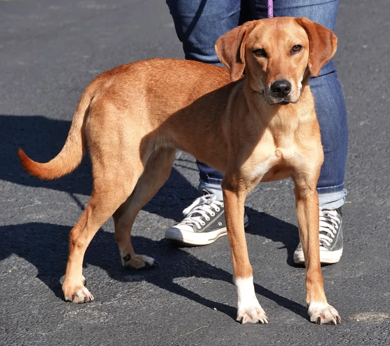 A young medium-sized female Red / Chestnut / Orange Hound dog named Rhea for adoption in Millfield, OH