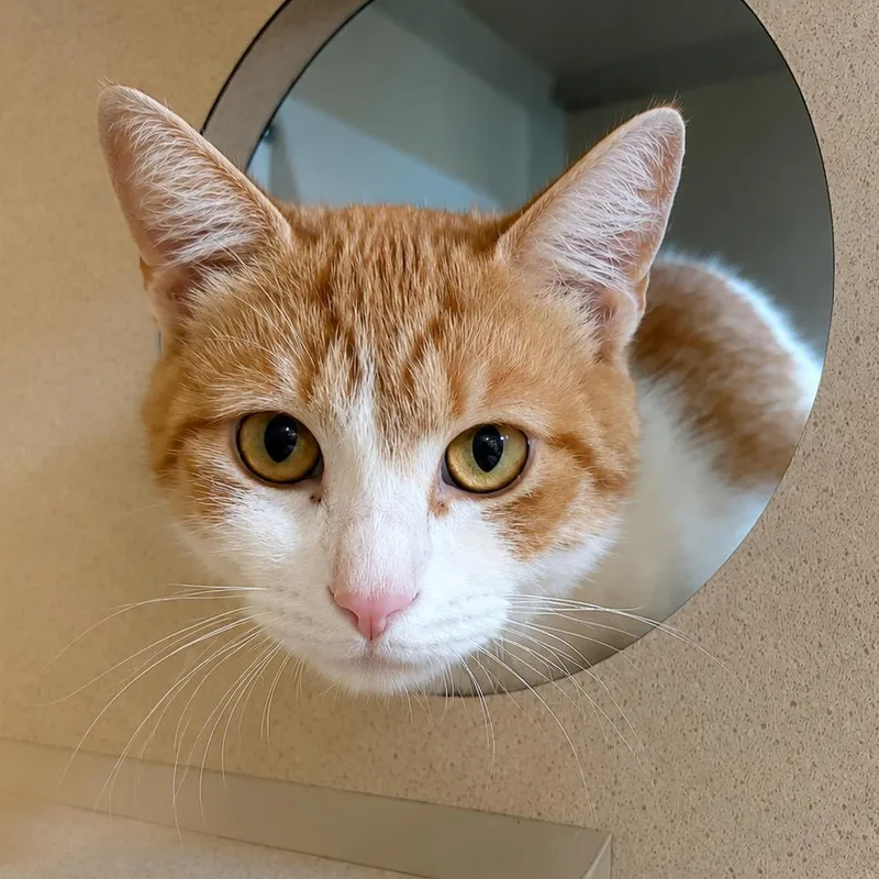 An adult medium-sized male Buff / Tan / Fawn Domestic Short Hair cat named Blacktop for adoption in Gloucester, VA
