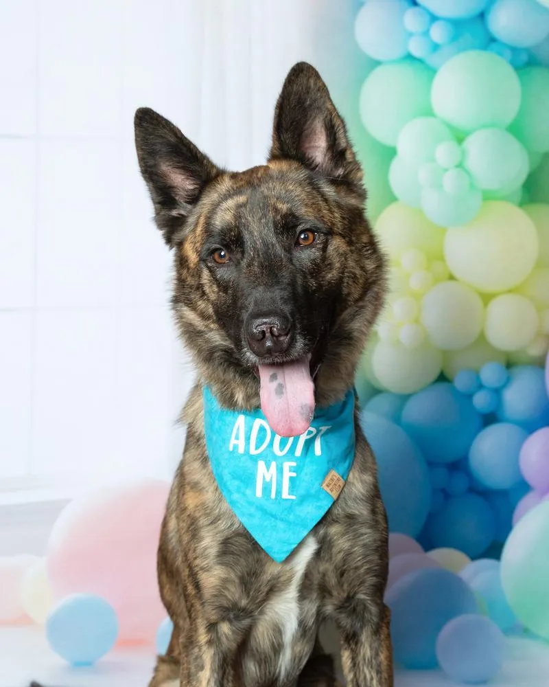 A young large-sized male German Shepherd Dog dog named Leon for adoption in Frisco, TX