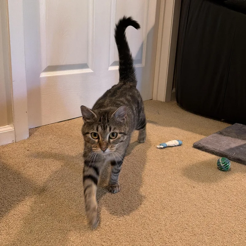 Izzy