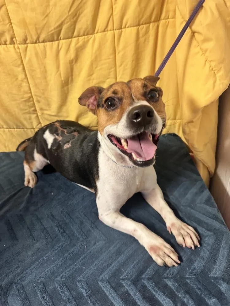 Half Pint thumbnail 3