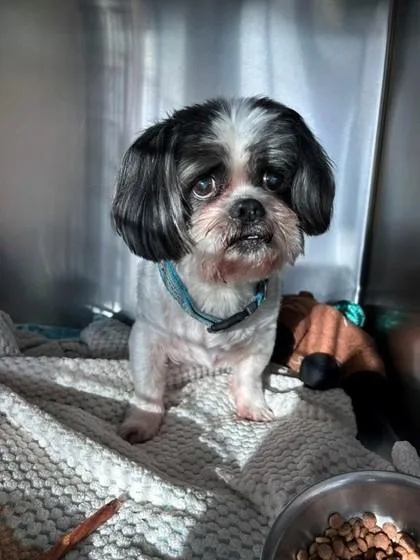 A senior small-sized male Shih Tzu dog named Zoozoo for adoption in Portland, ME