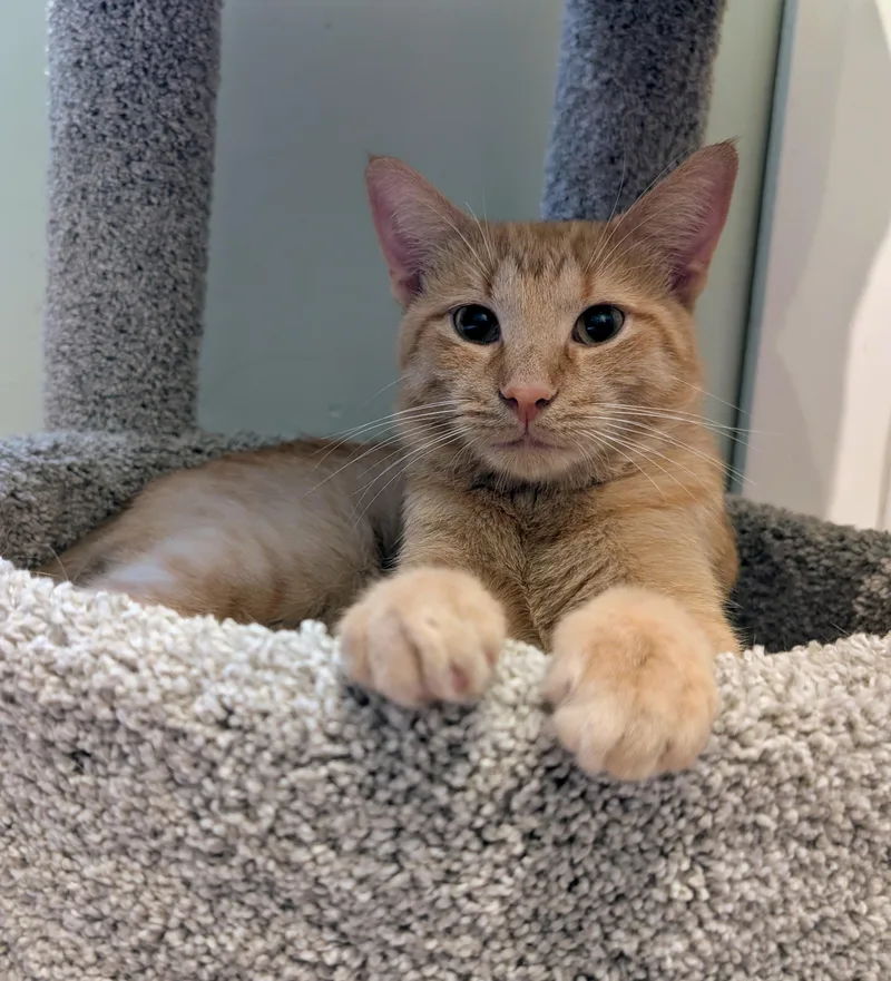 A young medium-sized male Orange / Red Domestic Short Hair cat named Alfie for adoption in Rochester, NY