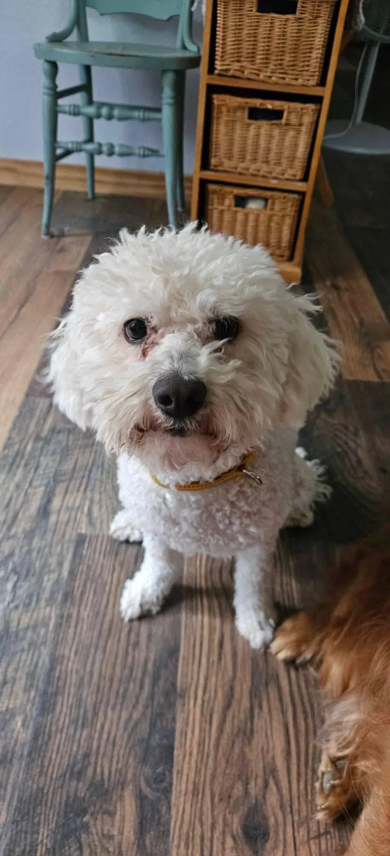 An adult small-sized male White / Cream Poodle dog named Grimm for adoption in New London, WI