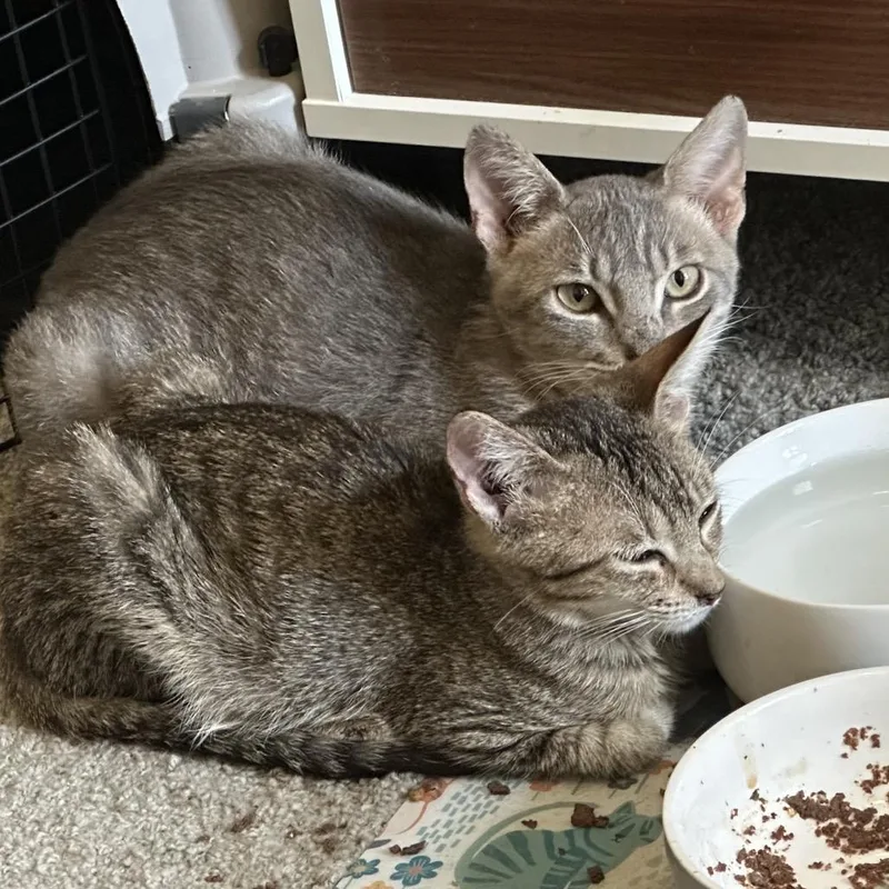 A baby medium-sized male Gray / Blue / Silver Domestic Short Hair cat named Zally Houston for adoption in Denver, CO