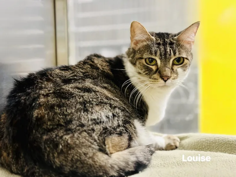 Louise