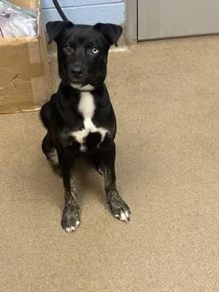 A young small-sized female Mixed Breed dog named Bang for adoption in Chamblee, GA