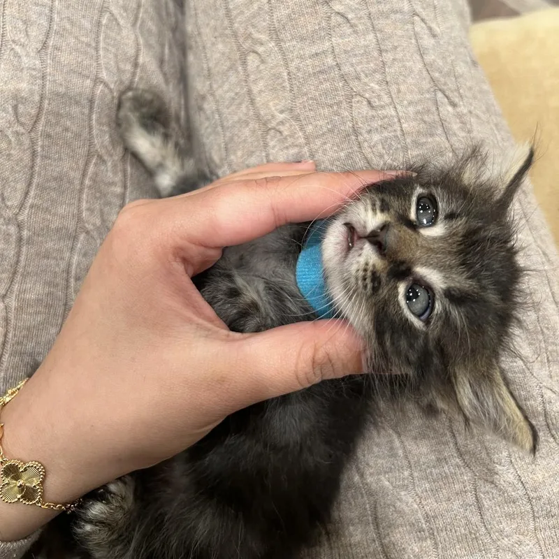 A baby small-sized male Gray / Blue / Silver Domestic Short Hair cat named Topaz for adoption in Brooklyn, NY