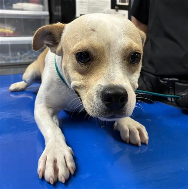 A young small-sized male Chihuahua dog named Guppy for adoption in Phoenix, AZ