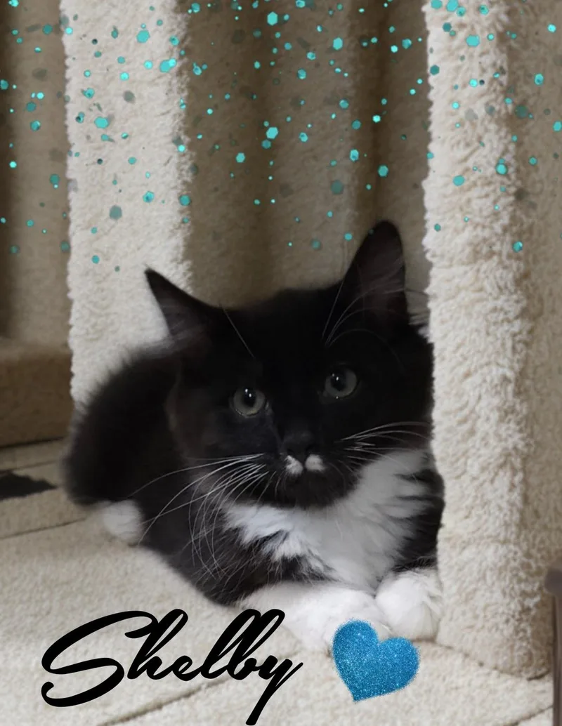 A baby small-sized male Domestic Long Hair cat named Shelby for adoption in Gilbert, AZ