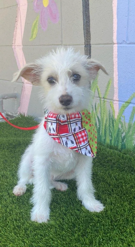 A baby small-sized male Apricot / Beige Miniature Poodle dog named Willie for adoption in Colusa, CA