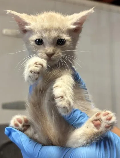 A baby small-sized male Cream / Ivory Domestic Short Hair cat named 61613761 for adoption in El Paso, TX