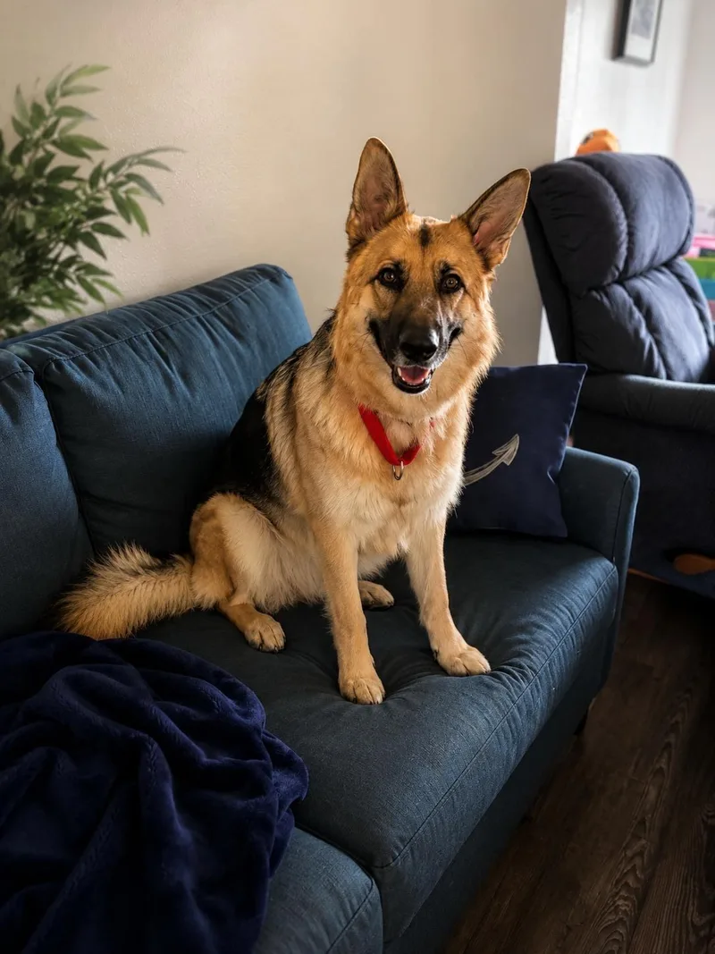 A young medium-sized female Tricolor (Brown, Black, & White) German Shepherd Dog dog named Laylarose for adoption in Murrieta, CA