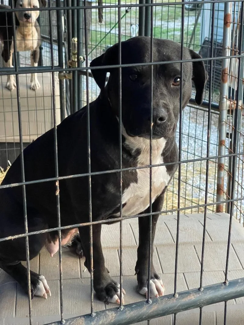 Pepper Ann thumbnail 3