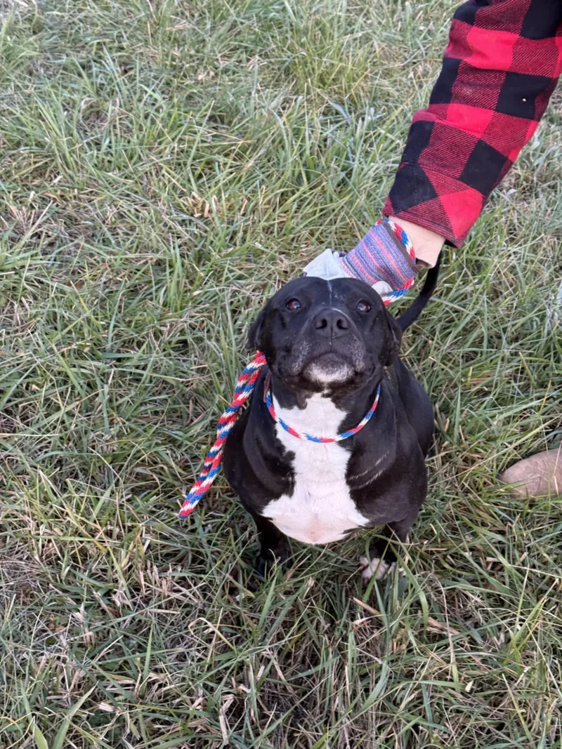 Pepper Ann thumbnail 4