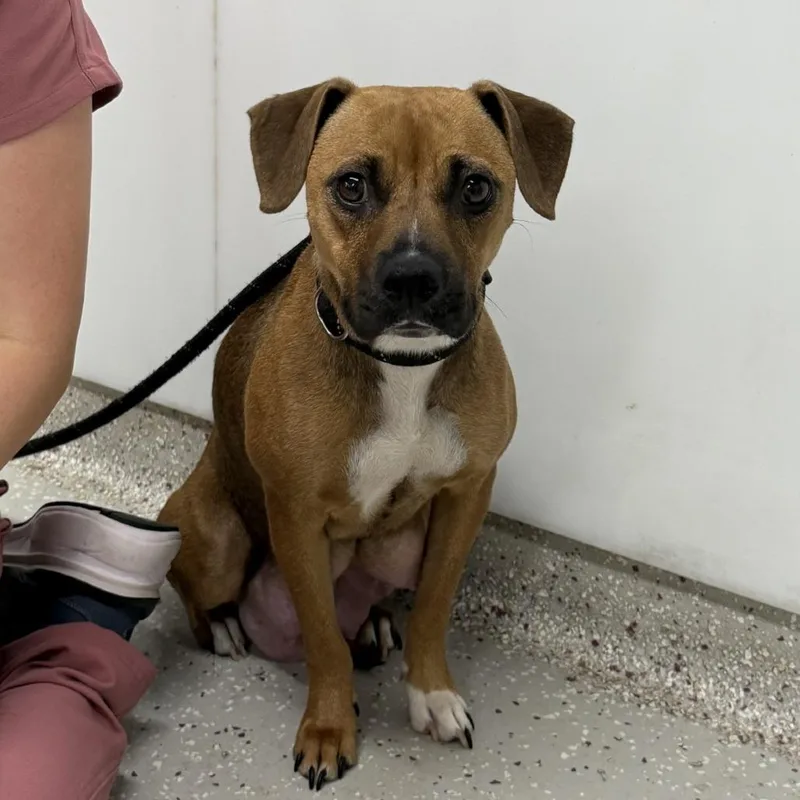 A young medium-sized female Yellow / Tan / Blond / Fawn Mixed Breed dog named Sweetsy for adoption in Indianapolis, IN