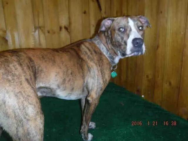 A senior medium-sized male Pit Bull Terrier dog named Duke for adoption in Ocala, FL