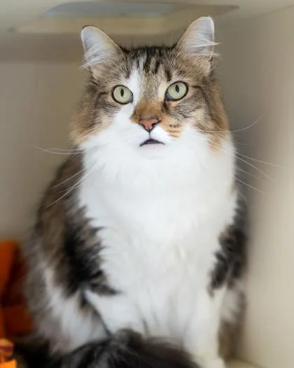 An adult medium-sized male Domestic Short Hair cat named Hemi for adoption in Pequot Lakes, MN
