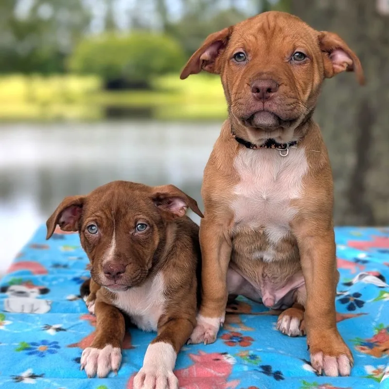 Sarah Jessica Barker thumbnail 6