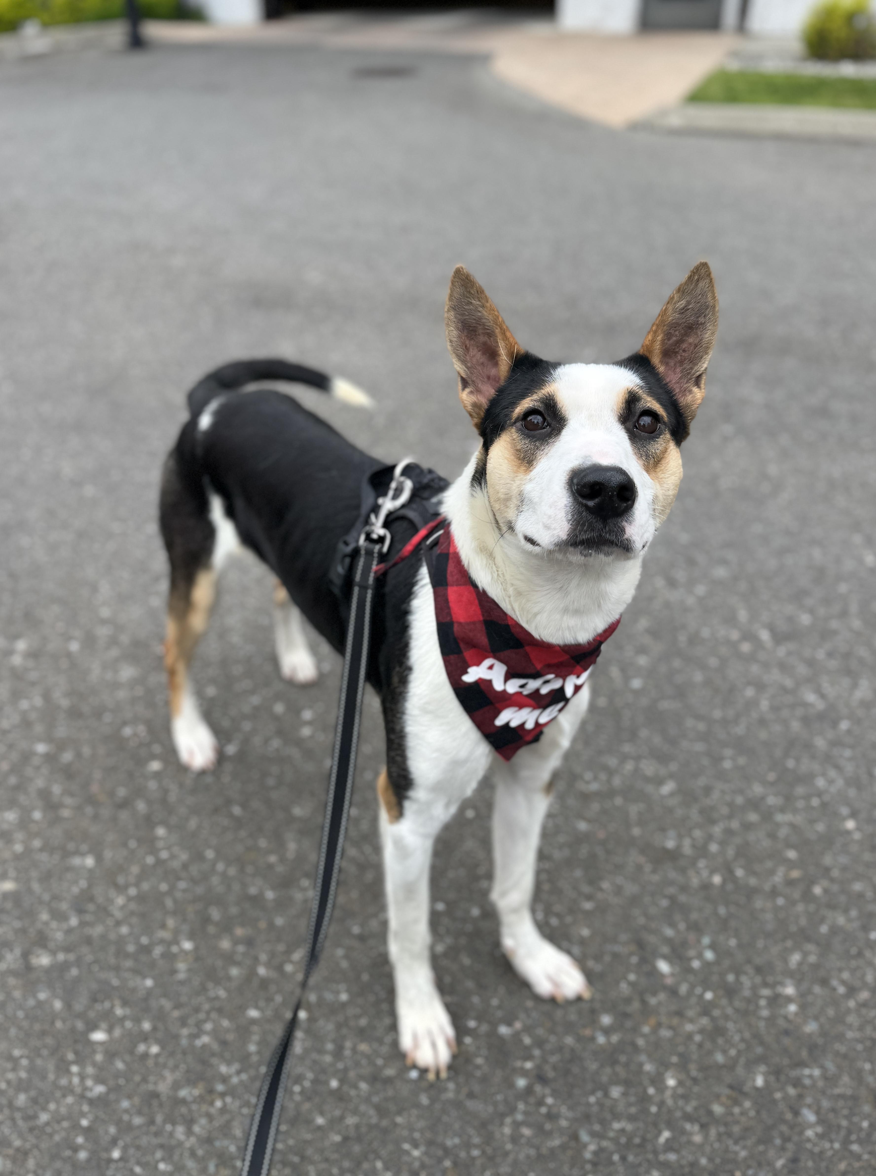 An adult medium-sized male Tricolor (Brown, Black, & White) McNab dog named Roanoke for adoption in lynnwood , WA