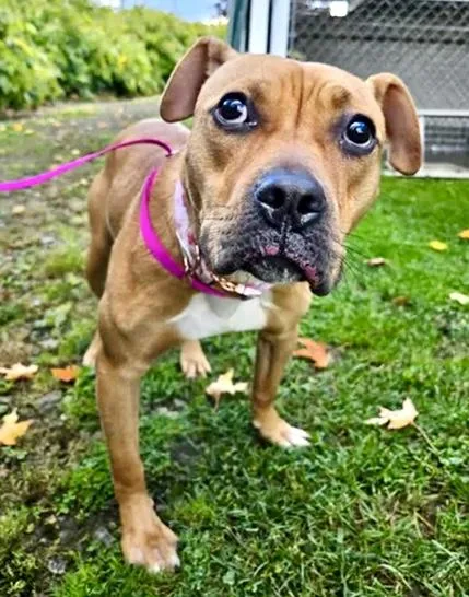 A young medium-sized female Yellow / Tan / Blond / Fawn Mixed Breed dog named Willow Courtesy Listing for adoption in Westfield, NY