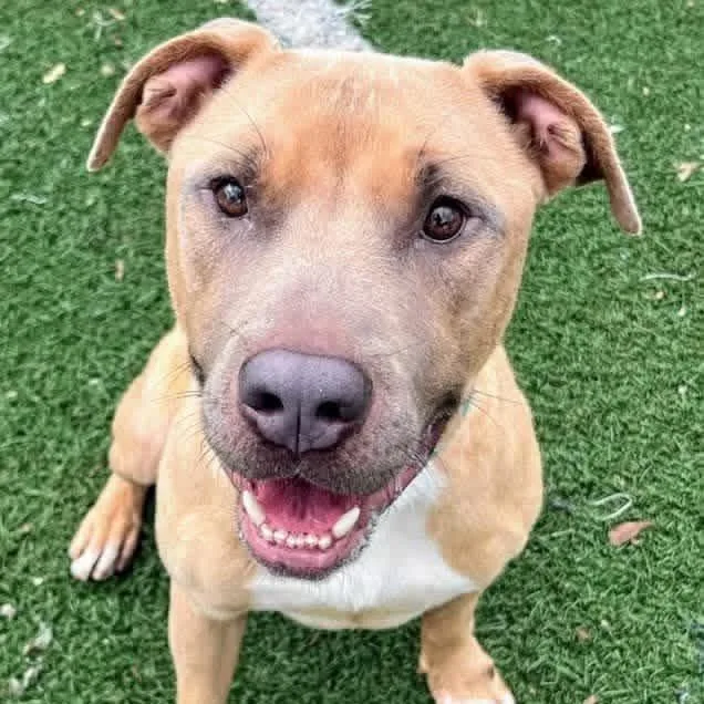 An adult medium-sized male Golden American Bulldog dog named Clay for adoption in Gainesville, GA
