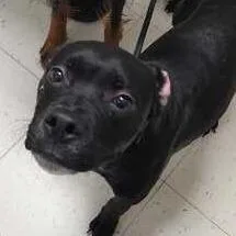 A young medium-sized female Black Mixed Breed dog named Copy Paste for adoption in Davenport, IA