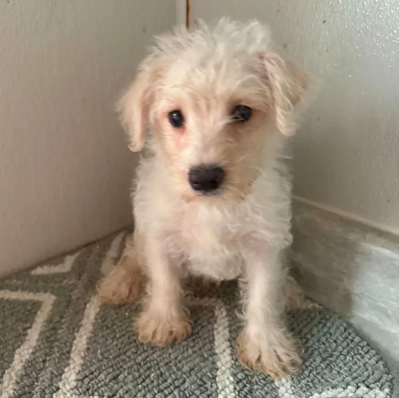 A baby small-sized male White / Cream West Highland White Terrier / Westie dog named Westiepoo for adoption in Woodsfield, OH