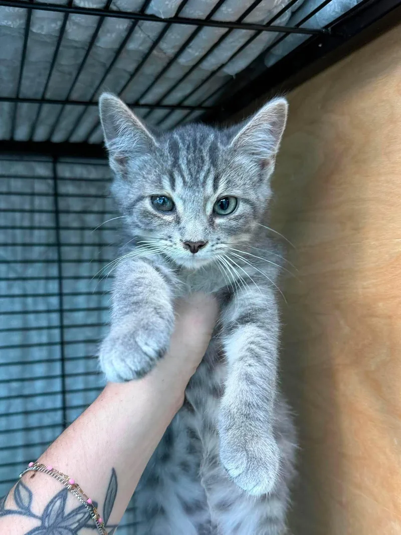 A young medium-sized male Tabby (Gray / Blue / Silver) Domestic Short Hair cat named Popsicle for adoption in Leitchfield, KY