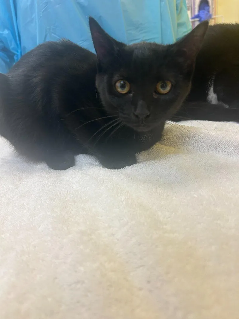 A baby small-sized female Black Domestic Short Hair cat named Wendy for adoption in Raleigh, NC