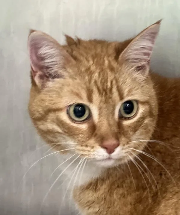 A senior medium-sized female Domestic Long Hair cat named Diesel for adoption in Canton, GA