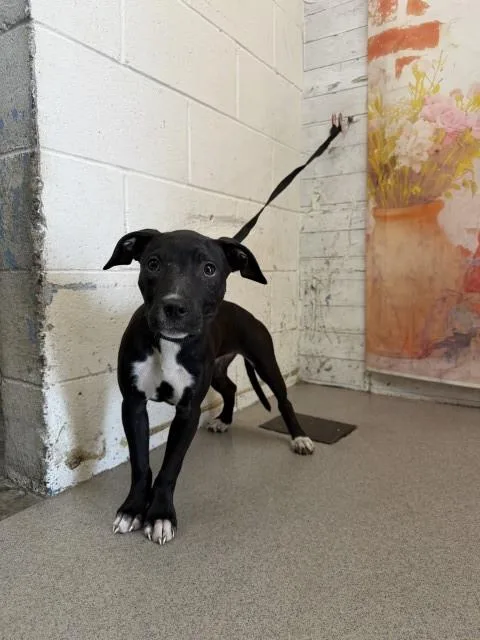 A baby small-sized female Pit Bull Terrier dog named Astraea for adoption in San Bernardino, CA