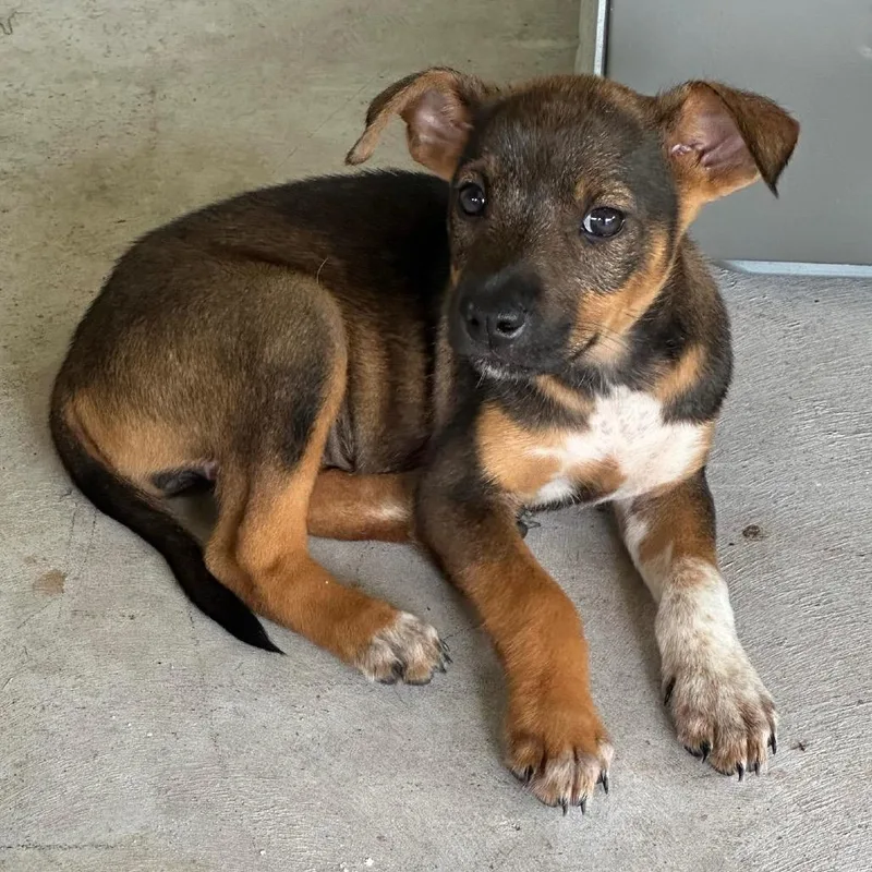 A baby small-sized female Brown / Chocolate Mixed Breed dog named Chylo for adoption in Volcano, HI