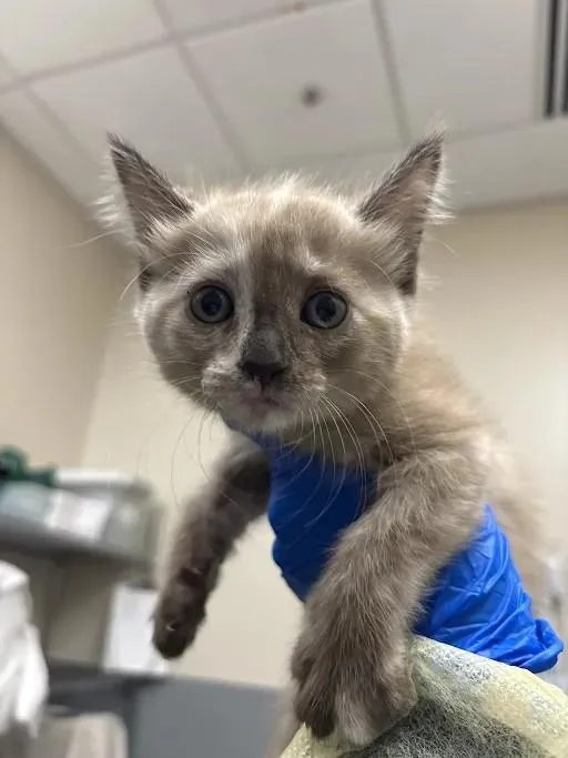 A baby small-sized female Domestic Short Hair cat named Sandy for adoption in Las Vegas, NV